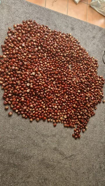Most Chestnuts Collected