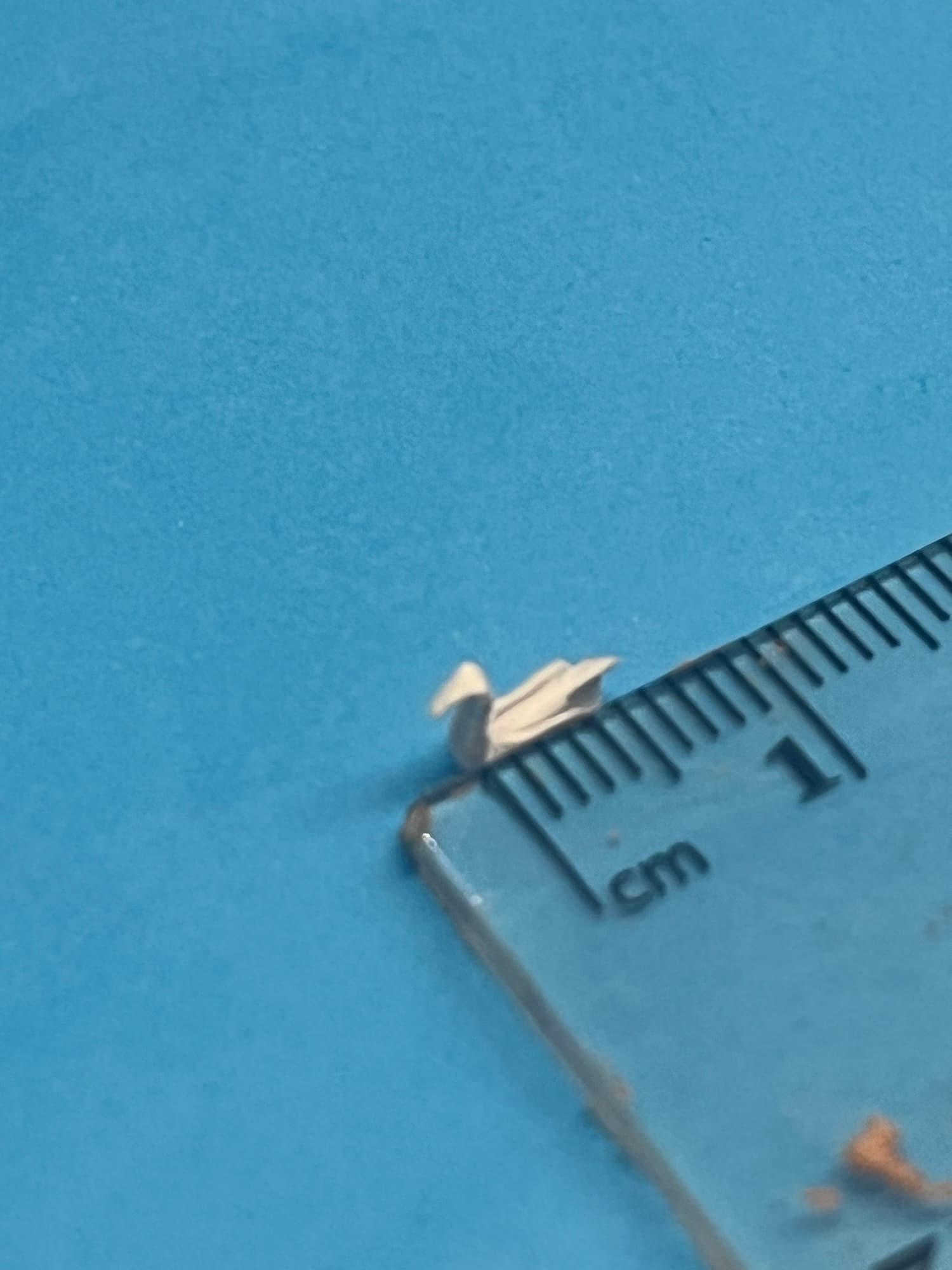 Smallest Origami Swan