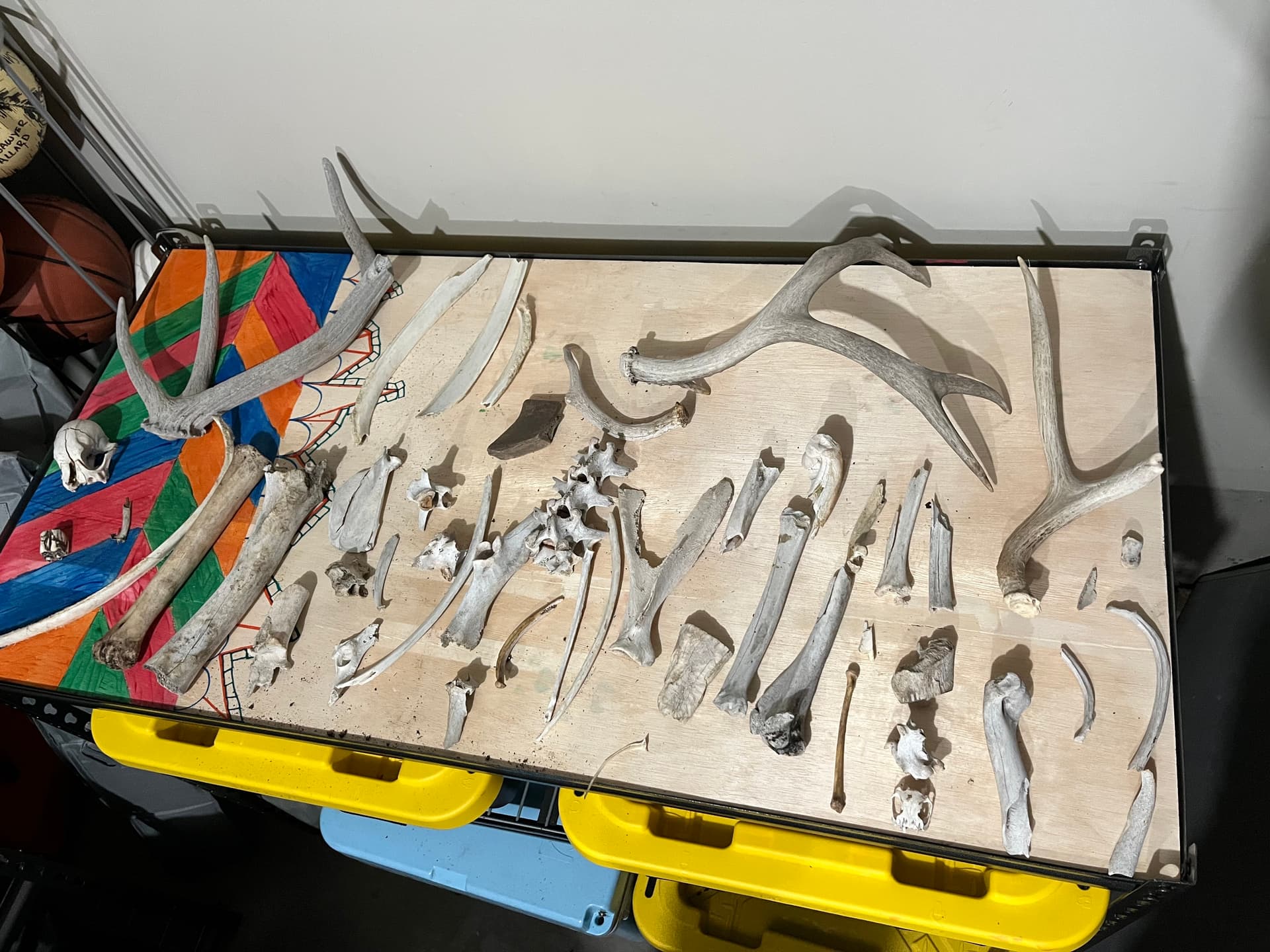 Largest Animal Bone Collection