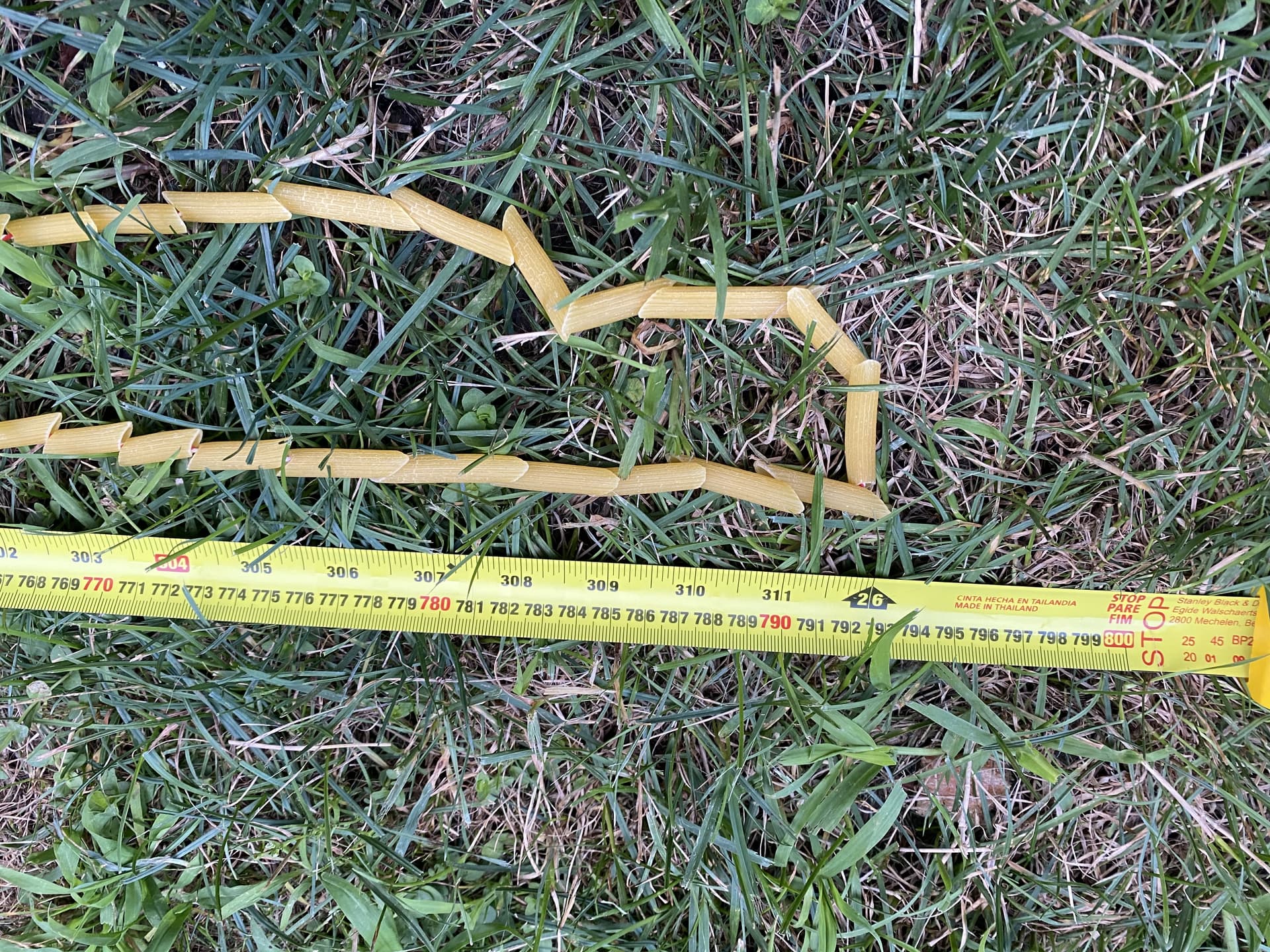 Longest Pasta-Noodle Chain